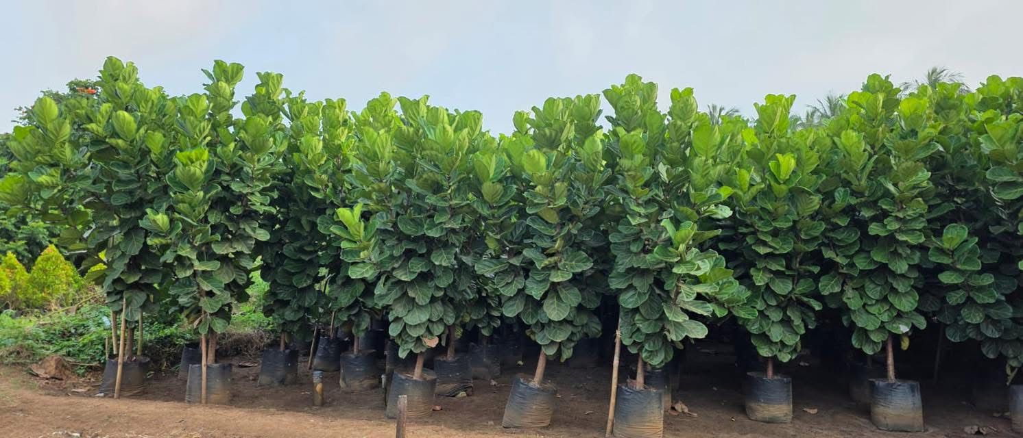 Commercial Contract Growing